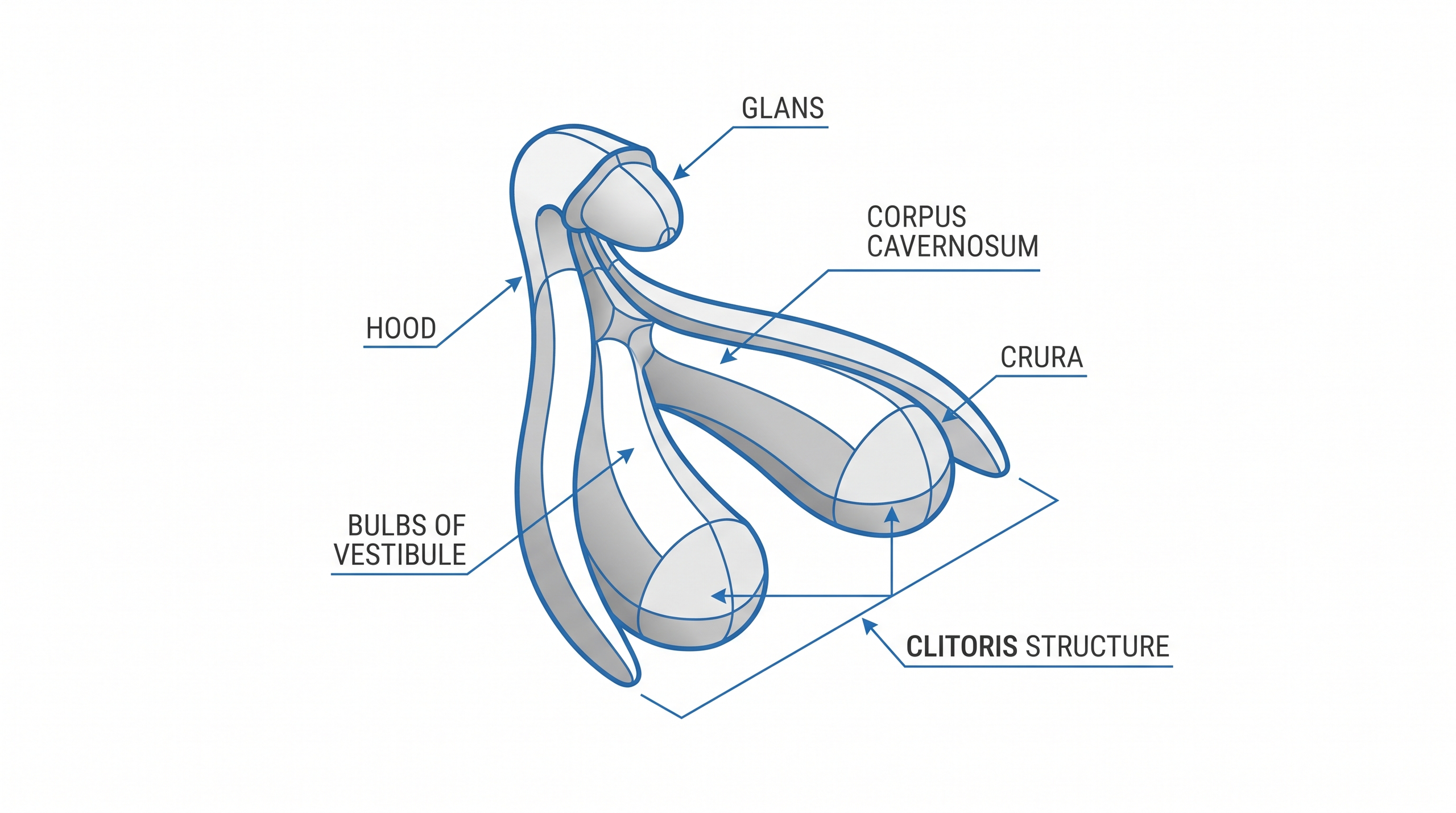 Anatomical illustration of the clitoris