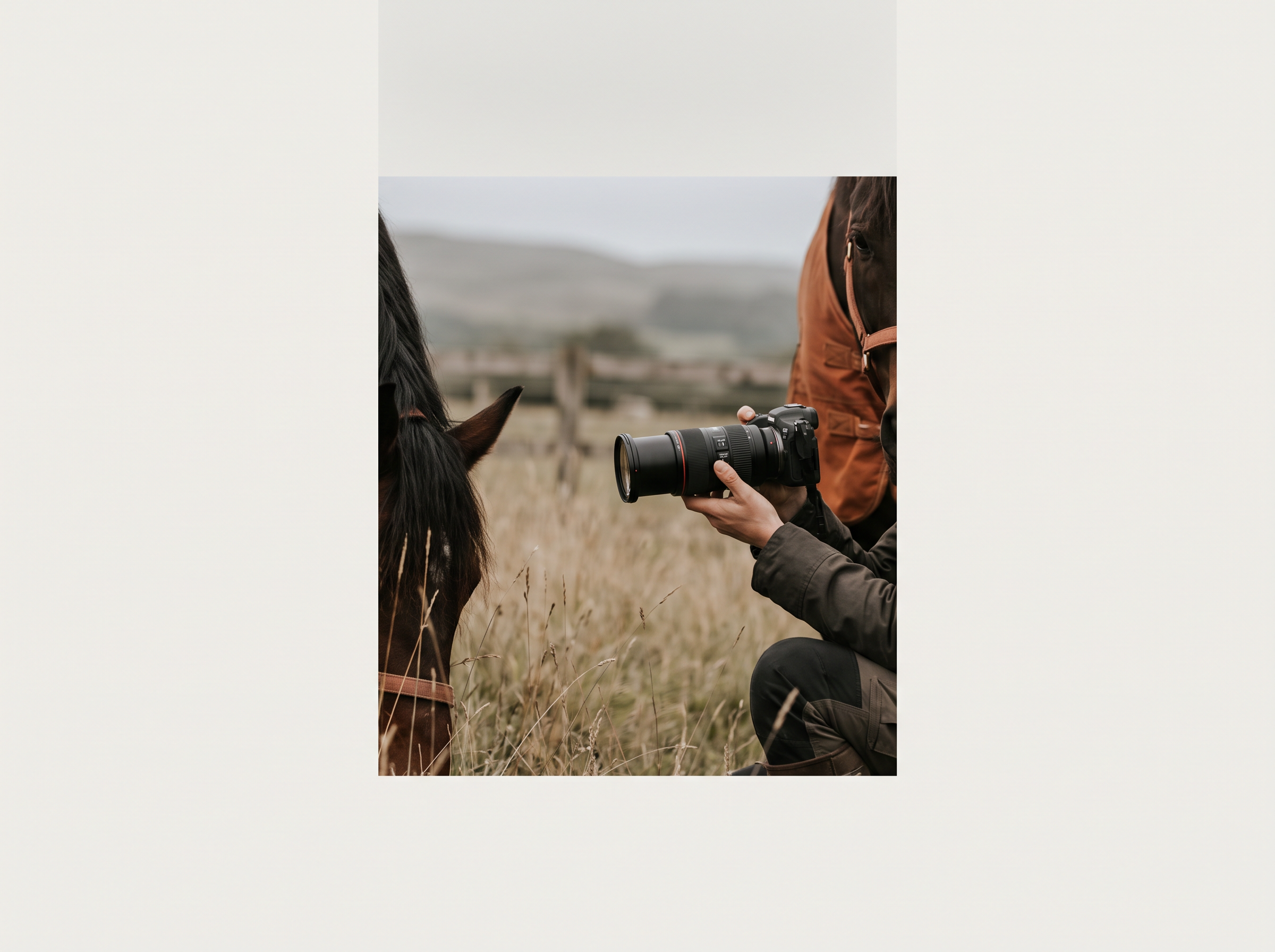 Custom horse portrait illustration