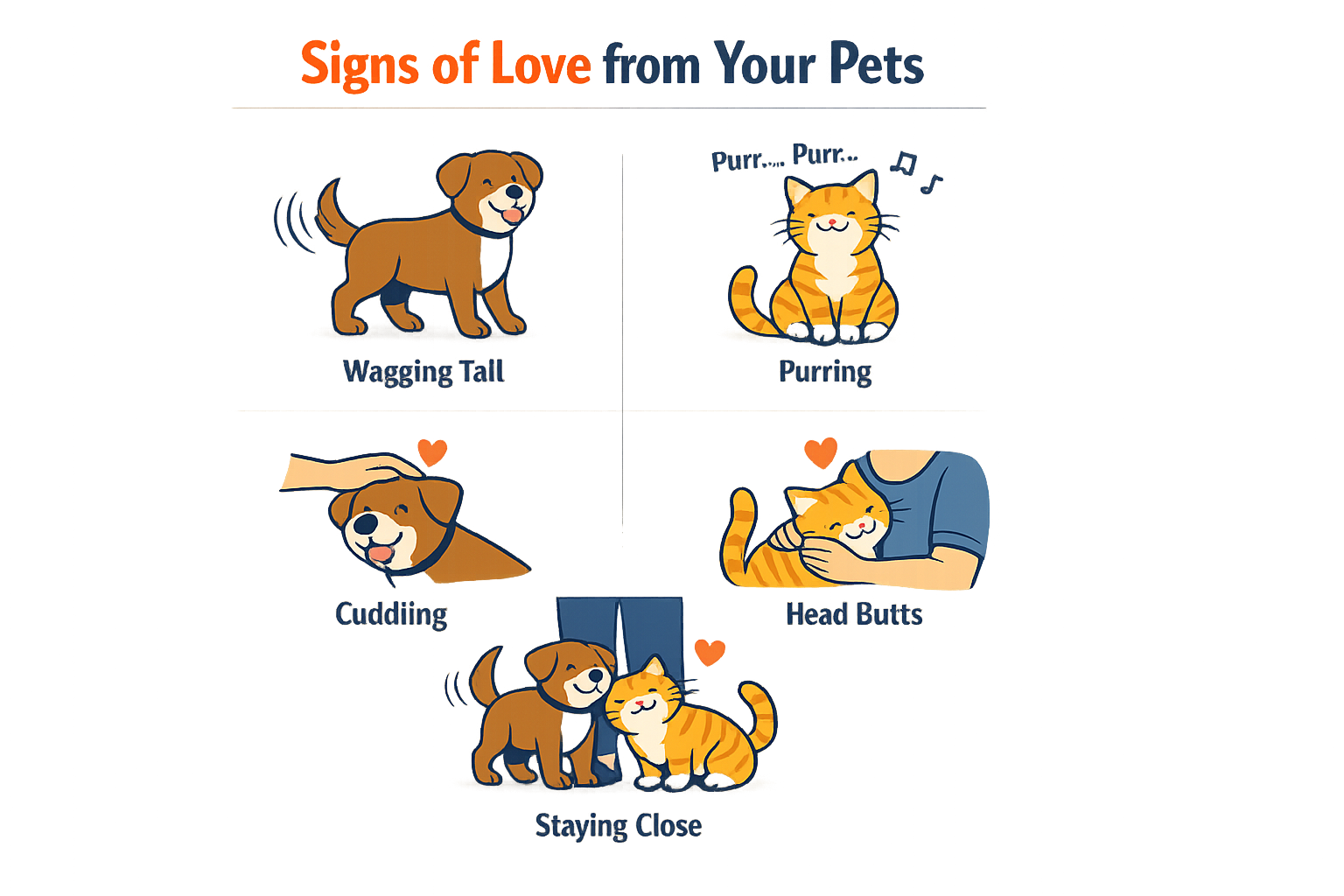 Infographic of pet behaviors indicating love