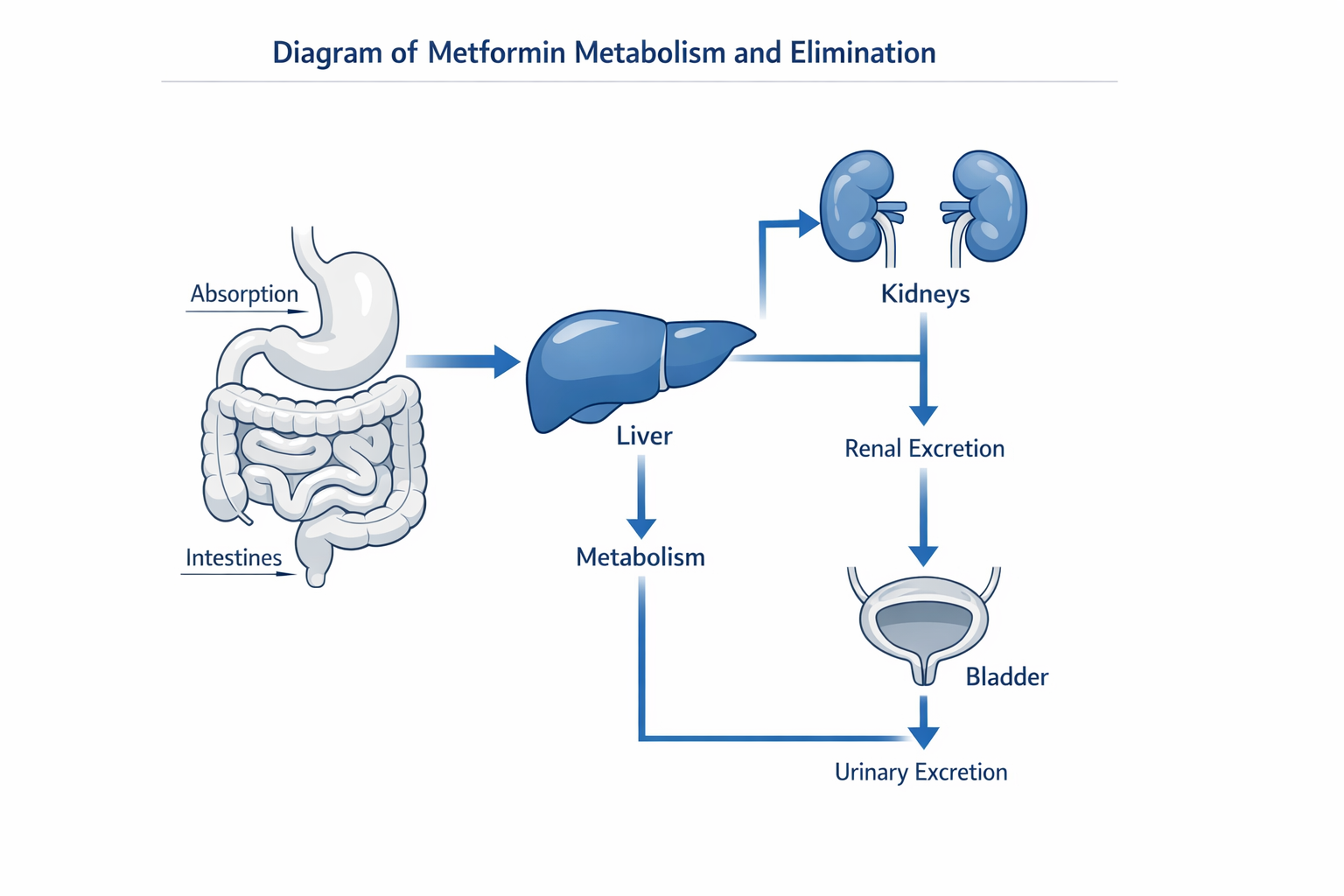 Diagram of metformin metabolism and elimination showing how long does metformin stay in your system through kidney processing