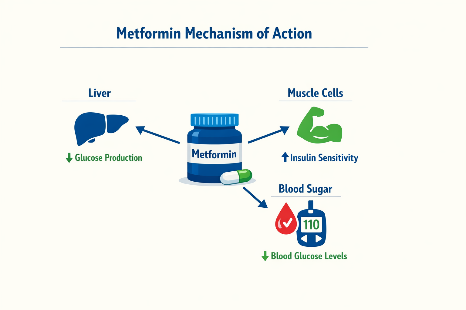 Infographic on Metformin mechanism of action