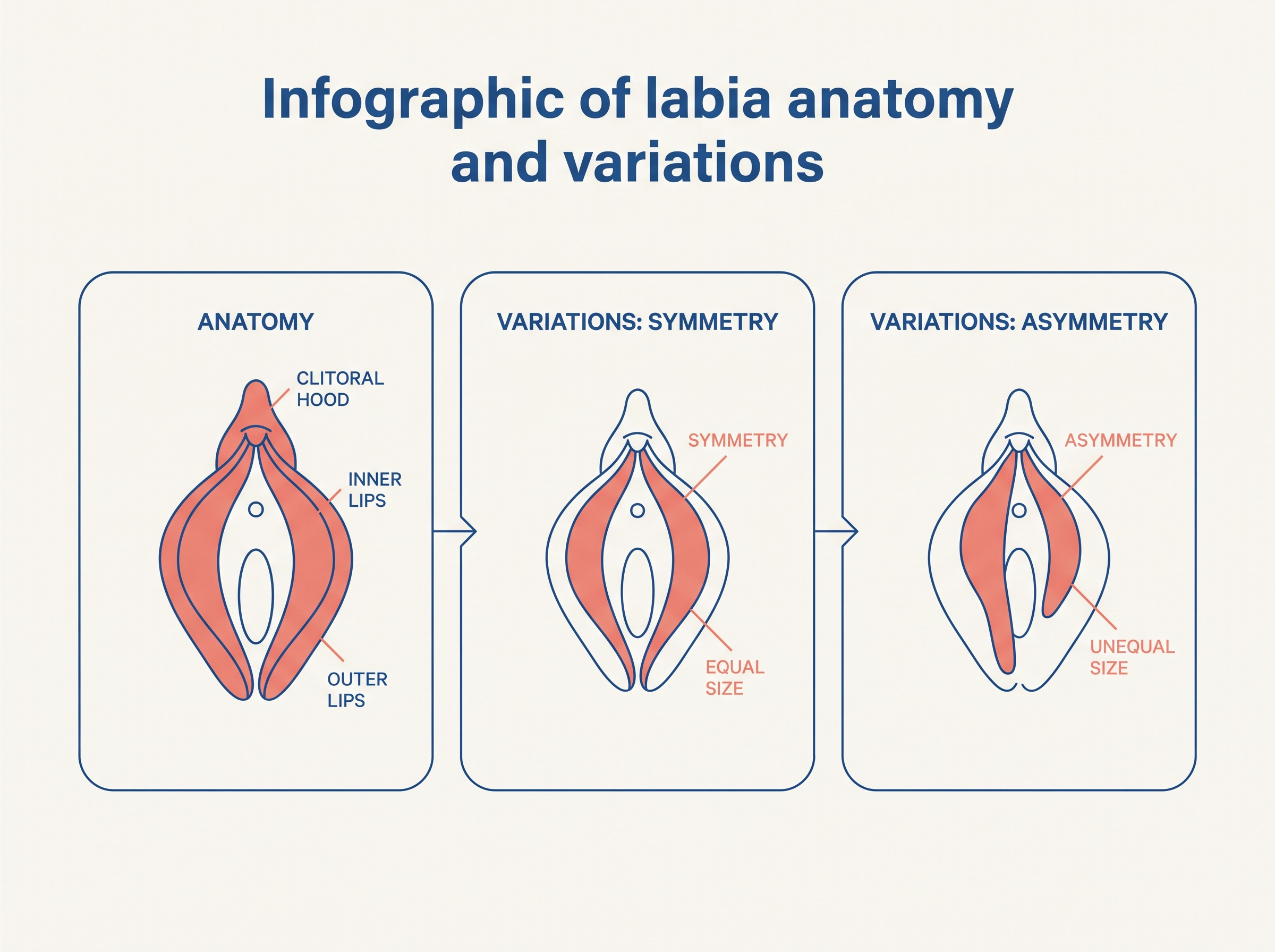 Infographic of labia anatomy and variations.